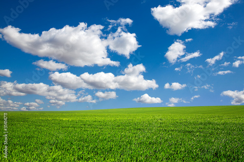 field on a background of the blue sky