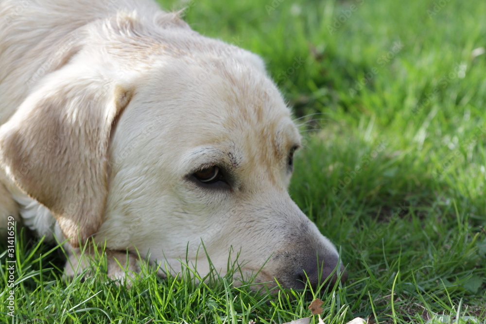 labrador retriever