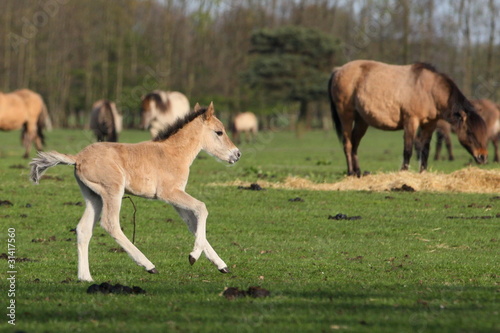 D  lmener Fohlen mit Nabelschnur