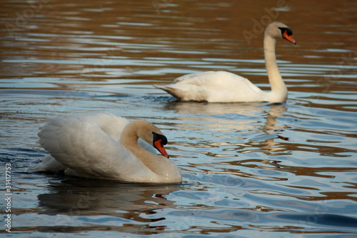2 mute swans
