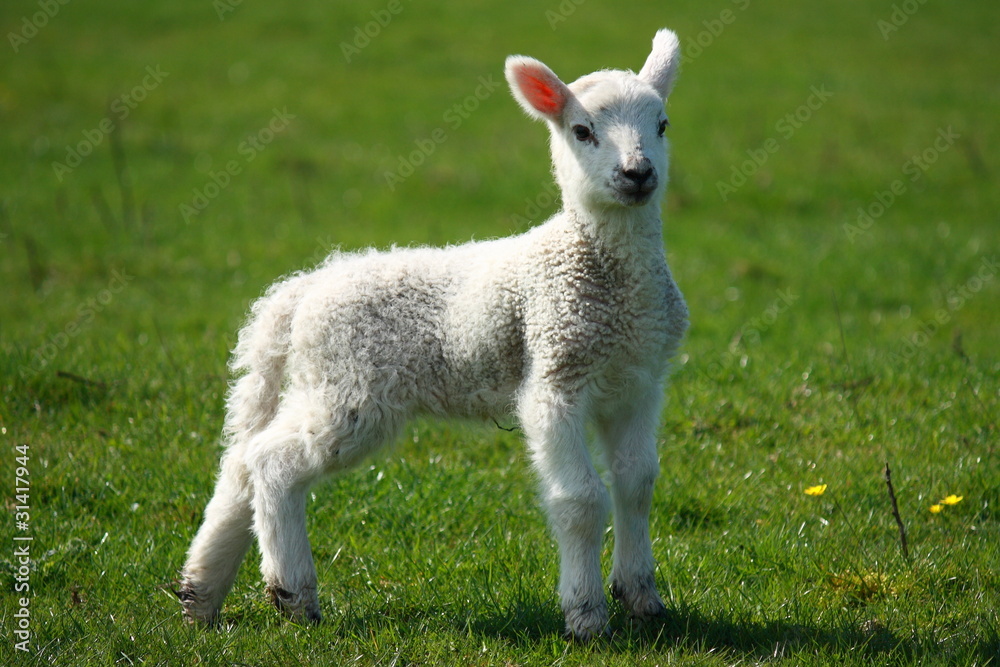 easter lamb easter lamb