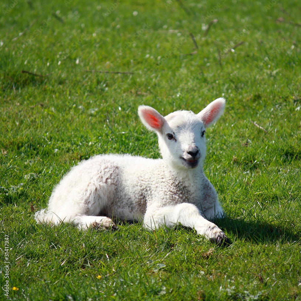 Fototapeta premium happy lamb
