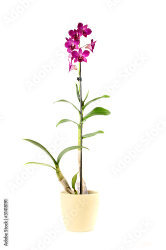 Fototapeta Naklejka Na Ścianę i Meble -  orchidee