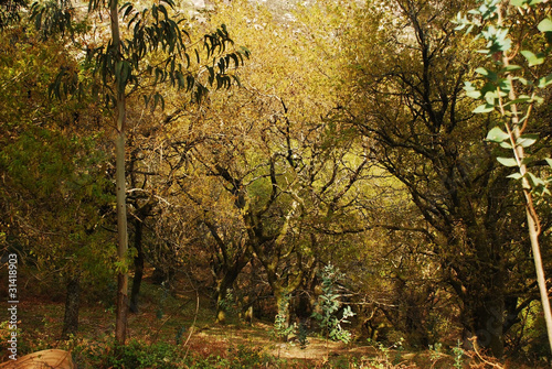 floresta