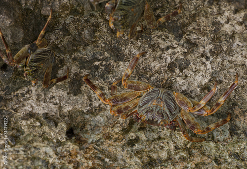 Red Sea swimming crabs on a rock