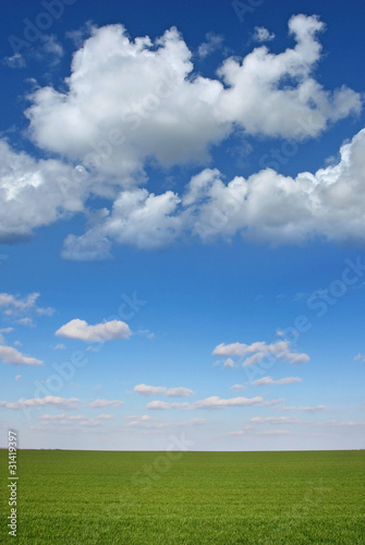 Wheat field with blue sky - vertical
