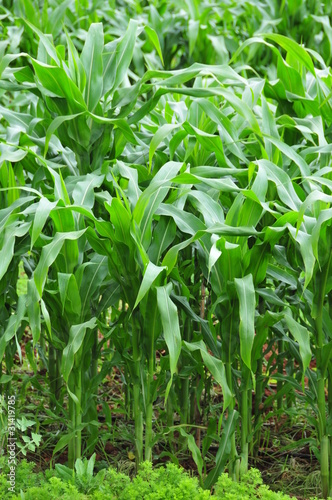 Corn field