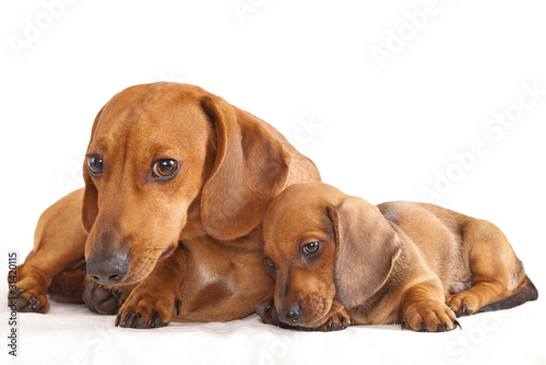 dachshund dog and puppy © liliya kulianionak