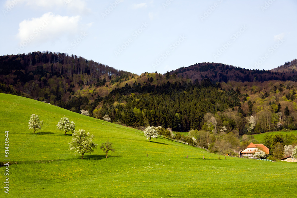 Schwarzwald Wiesen