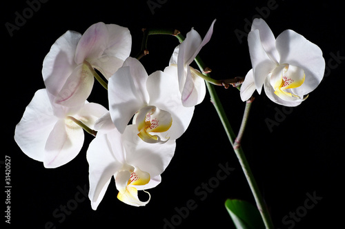 Blooming White Orchids on black background