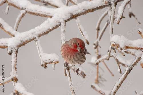 Purple Finch