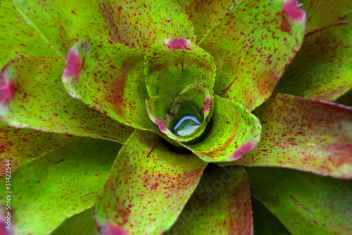 Beautiful foliage on bromeliad plant