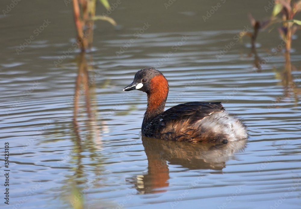 Lesser Grebe sitting on a pond with reflection in water