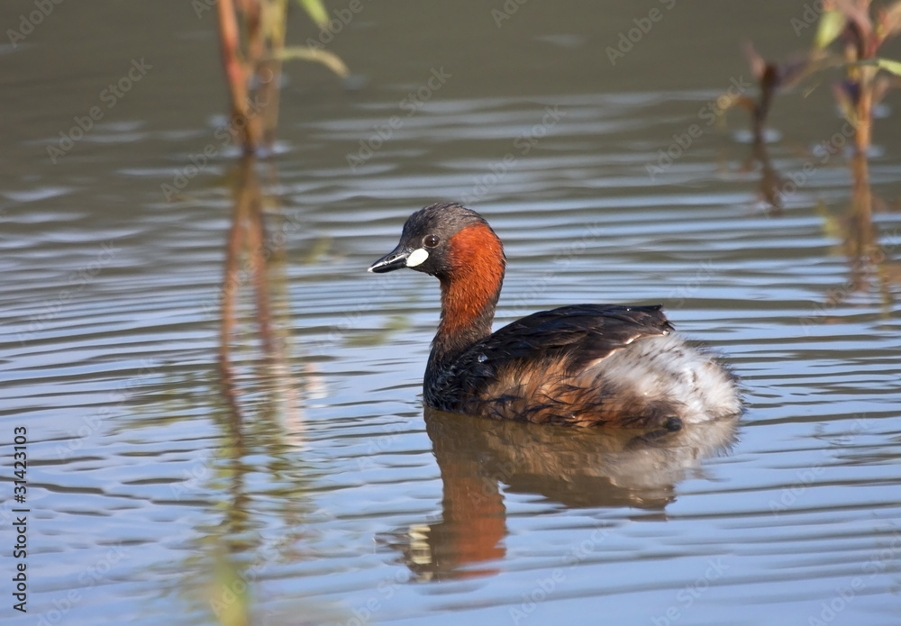 Lesser Grebe sitting on a pond with reflection in water Lesser Grebe sitting on a pond with reflection in water
