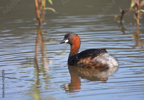 Lesser Grebe sitting on a pond with reflection in water