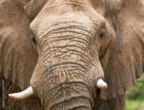 Closeup of elephant head with tusks full mud