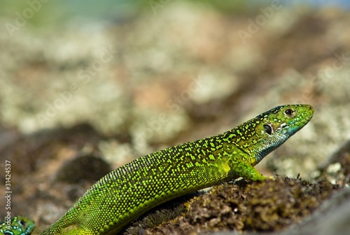 closeup green lizard on a stone