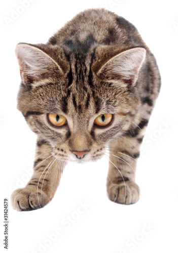Fototapeta Naklejka Na Ścianę i Meble -  Stalking Tabby Kitten