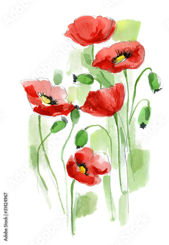Painted watercolor poppies #31424967