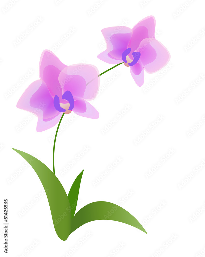 Naklejka premium pink orchid