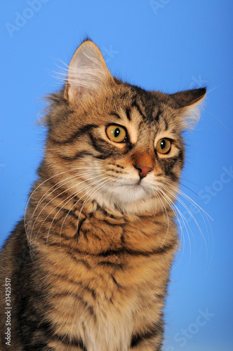 GATTO CUCCIOLO, 4 MESI.