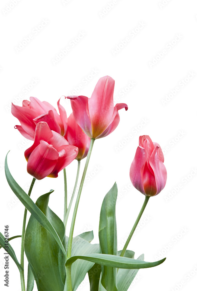 Fresh red Spring tulips isolated on white background Fresh red Spring tulips isolated on white background