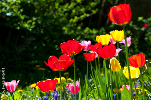 Fototapeta Naklejka Na Ścianę i Meble -  tulipes dans le jardin