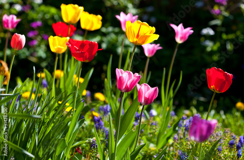 tulipe dans le jardin