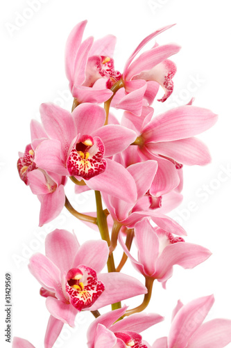 Fototapeta Naklejka Na Ścianę i Meble -  Orchid isolated on white background