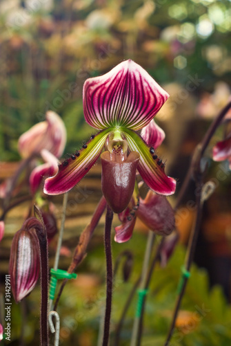 Purple orchid, Paphiopedilum barbatum photo