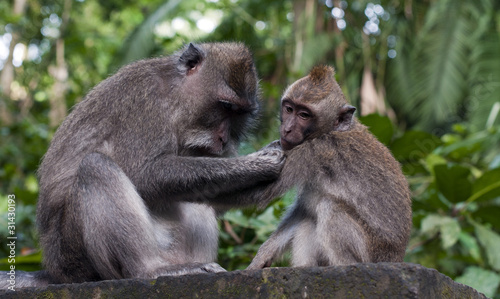 monkey in ubud © Chris Willemsen 