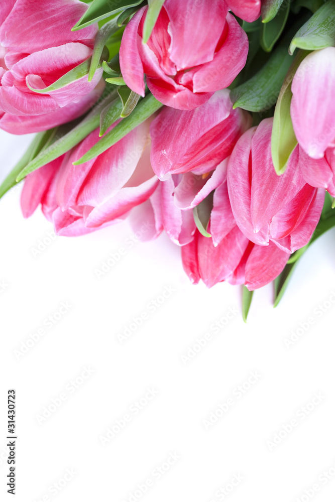 Pink tulips