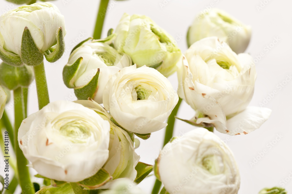 Obraz premium white Ranunculus