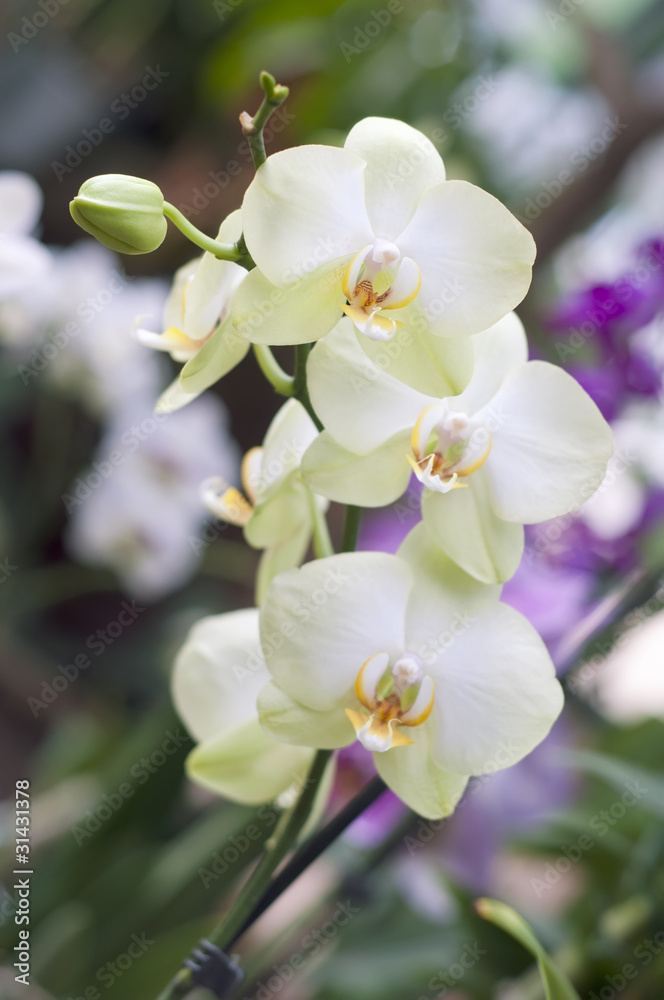 Obraz premium Ветка белоснежных орхидей. (лат. Orchidáceae Phalaenopsis )