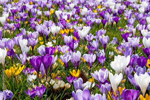 A lot of Dutch spring crocus flowers