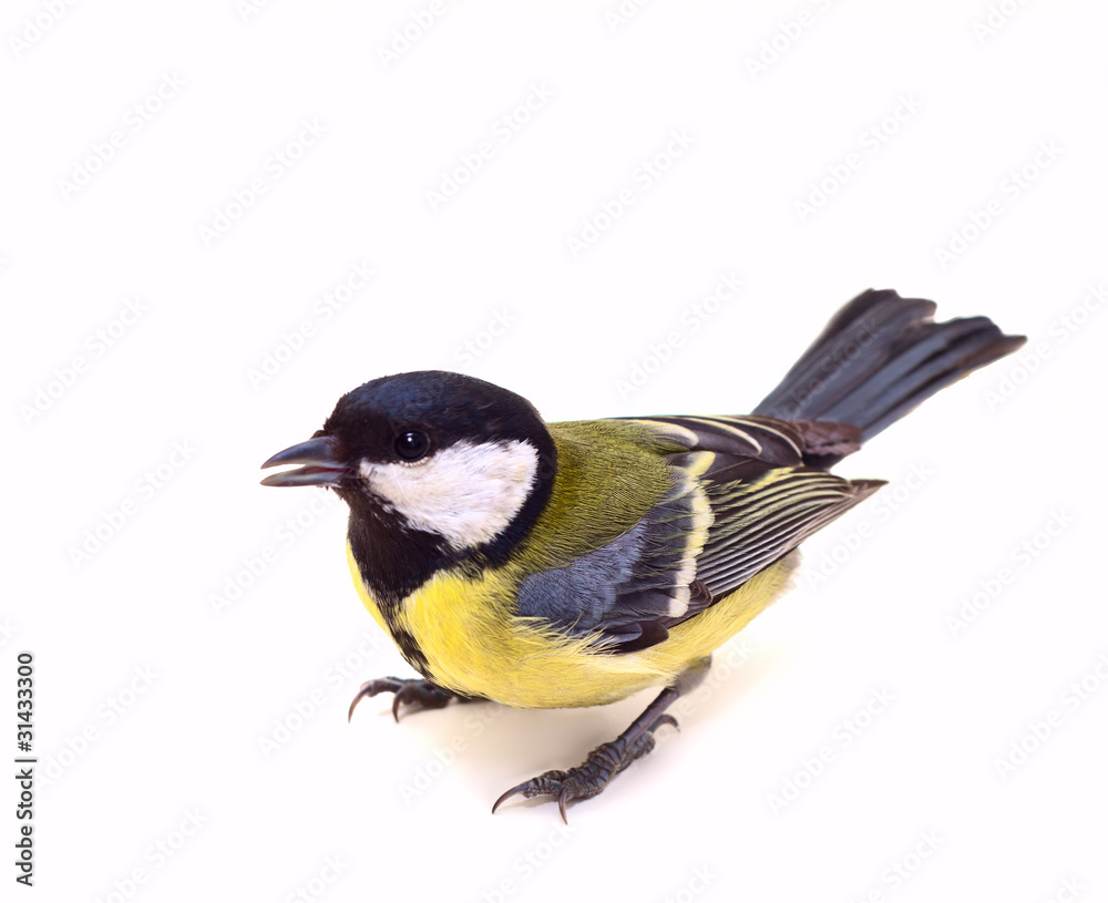 Fototapeta premium Great Tit, Parus Major 7