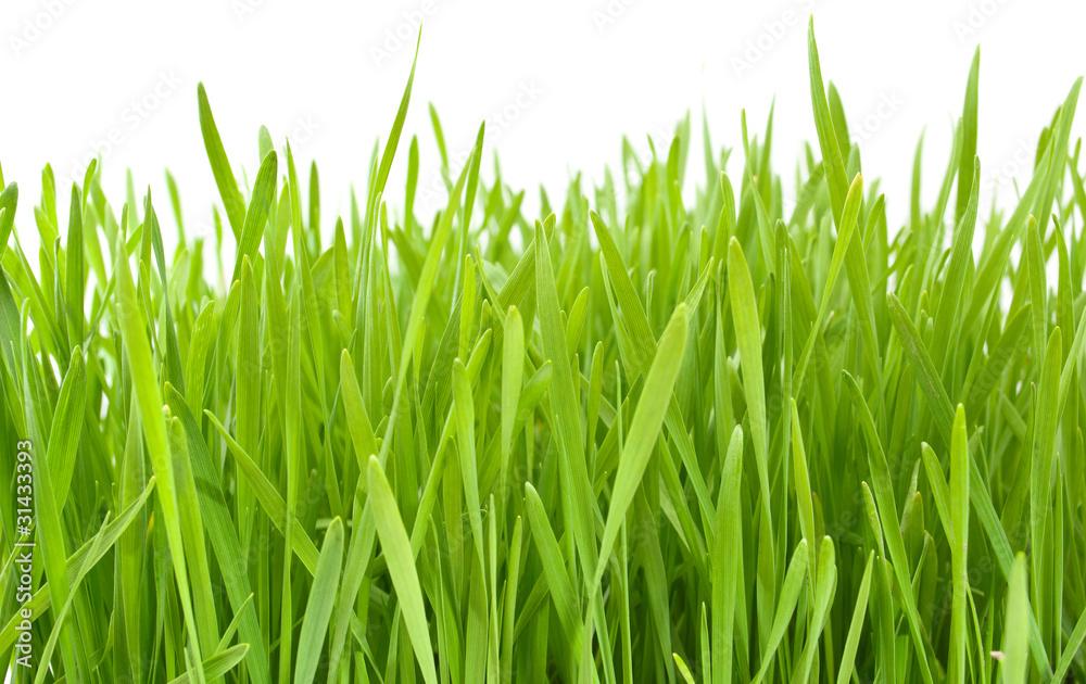 green grass green grass