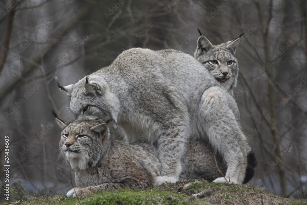Luchse ( Lynx lynx )