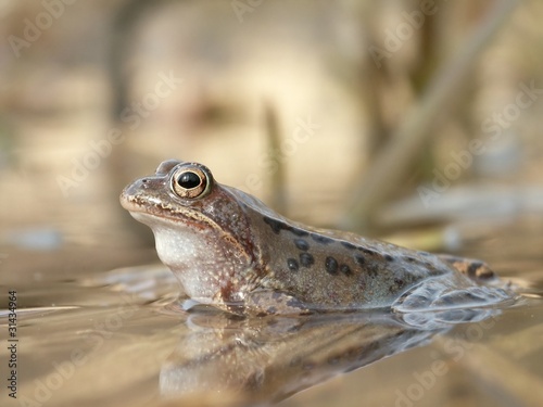 Close-up of frog on the shore of the pond