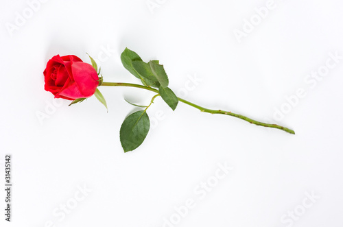 long stem rose on white