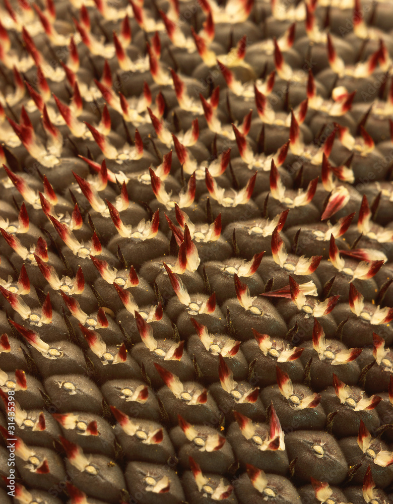 Obraz premium Sunflower seeds of a sunflower