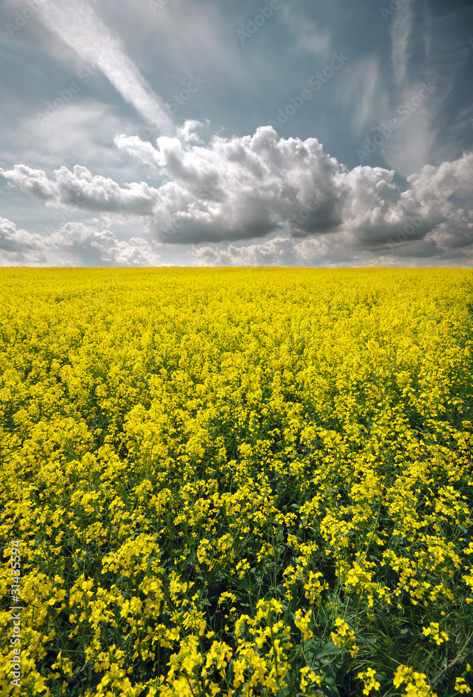 Obraz premium Canola field