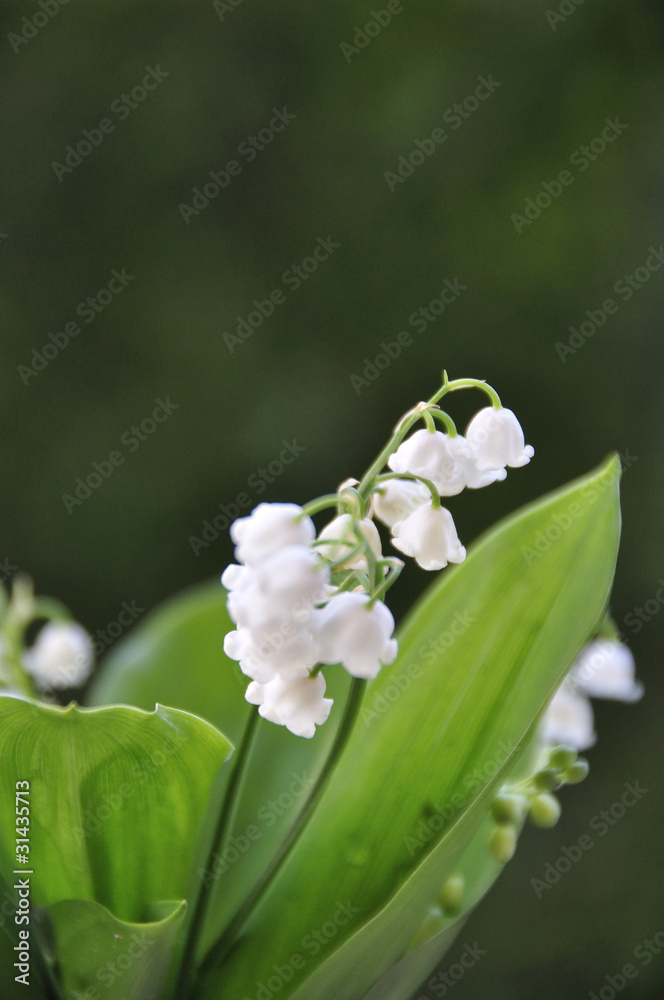 Muguet