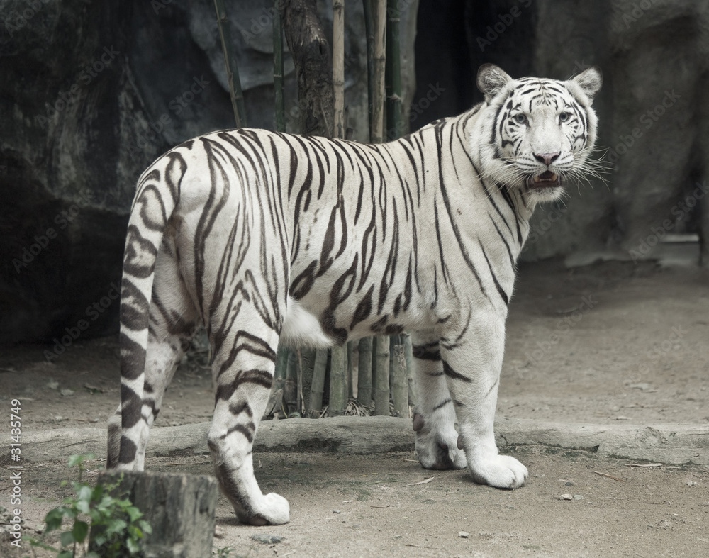 Fototapeta premium White tiger