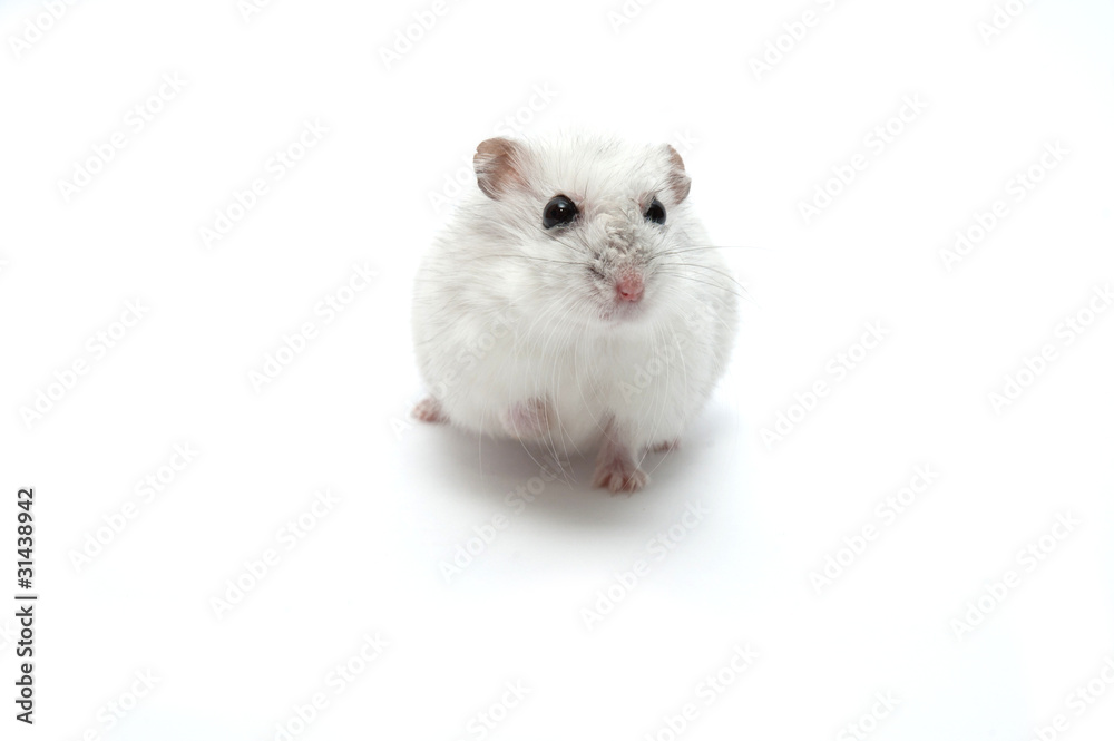 hamster hamster