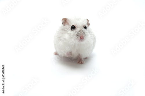 hamster