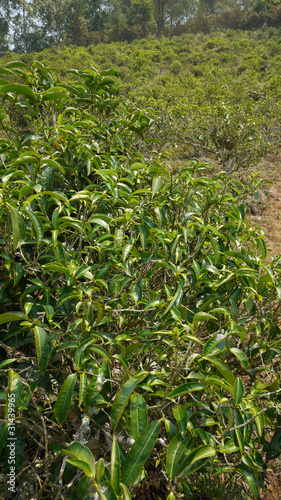 Tea bush in Thailand