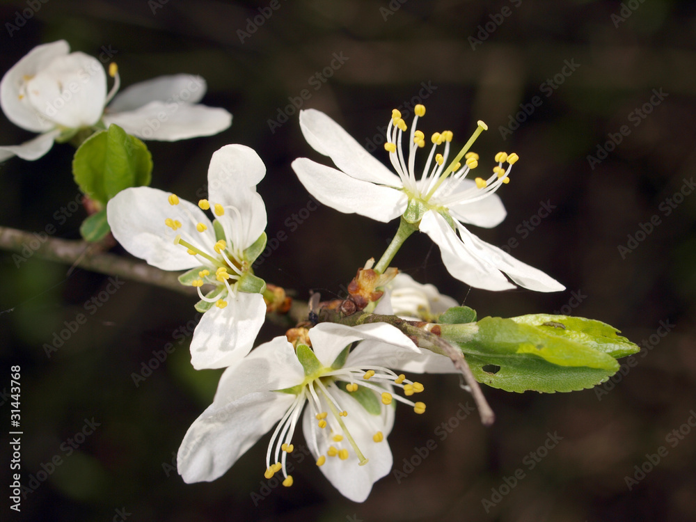 Fototapeta premium Weisse Kirschblüte am Abend