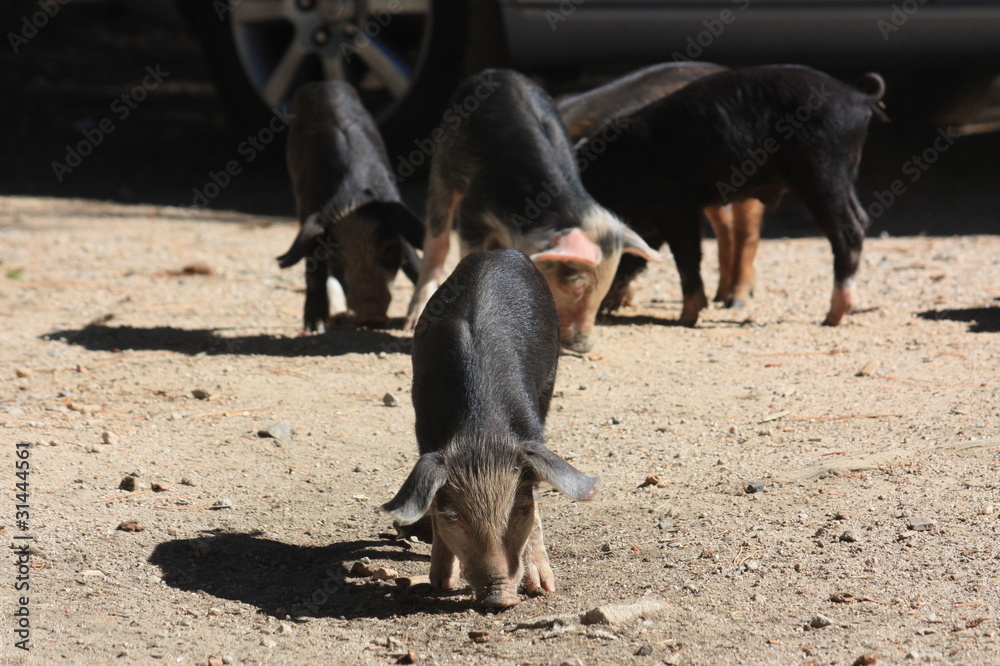 Cochon Cochon