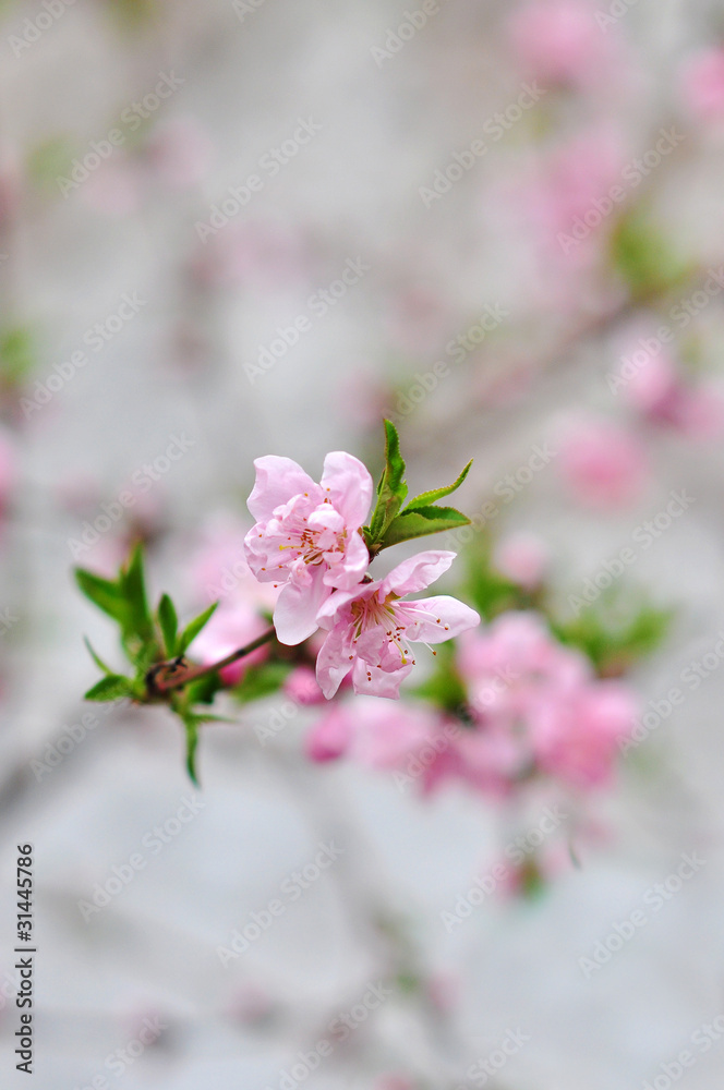 Obraz premium Cherry blossom